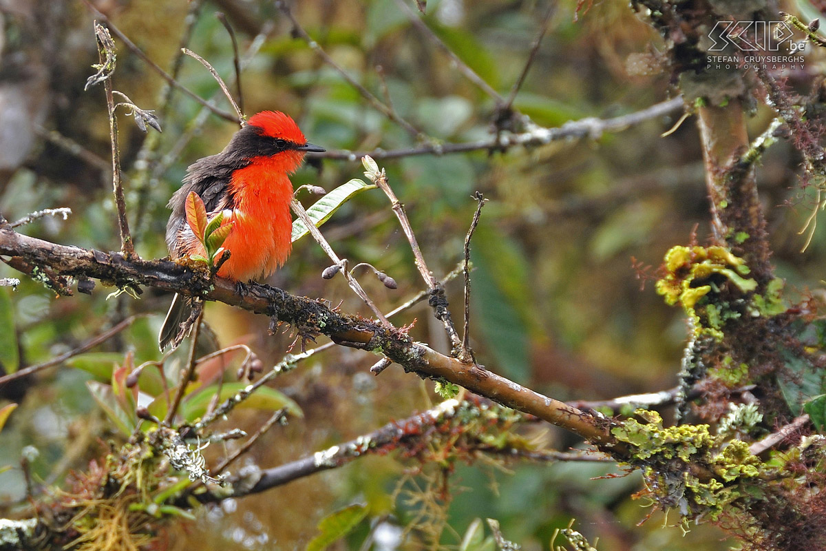 Galapagos - Isabela - Vermilion flycatcher The highlands of Isabela are lush and misty and you can admire both sorts of flycatchers and a lot of Darwin finches. Stefan Cruysberghs